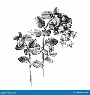 Брусника рисунок карандашом