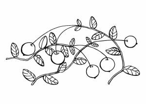 Раскраска Клюква