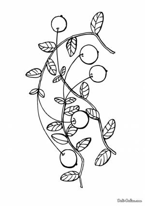 Раскраска Клюква