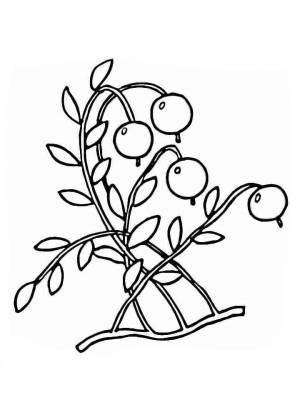 Раскраска Клюква