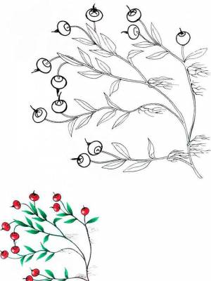 Картинка Клюква  раскраску онлайн