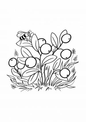 Раскраски Клюква