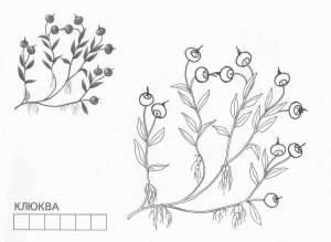 Рисунок карандашом клюква