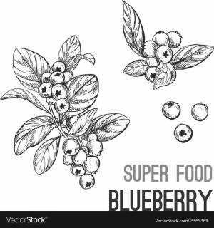 Клюква раскраска для детей