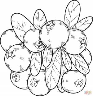 Раскраска клюква