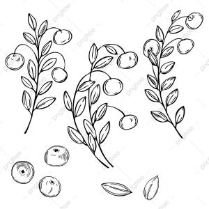 Рисунок карандашом клюква