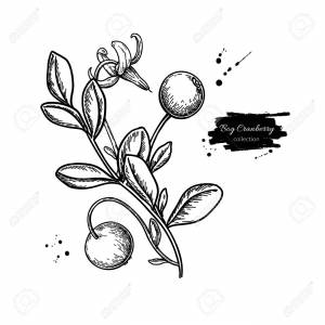 Рисунок клюква для детей