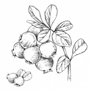 Клюква, нарисованная чернилами