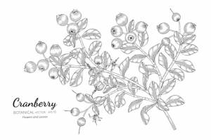 Клюква фрукты рисованной ботанические иллюстрации с линией искусства на белом