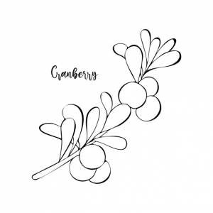 Ветка клюквы с ягодами и листьями, нарисованными вручную каракулями на белом фоне здоровое питание