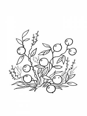 Раскраски Клюква   в формате