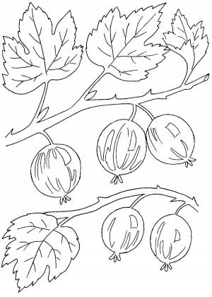 Раскраски крыжовник, Лучшие раскраски в формате