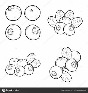 Черничный Клюквенный Вектор Ручной Рисунок Векторное изображение ©lechieng