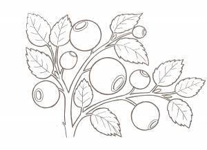 Клюква рисунок для детей