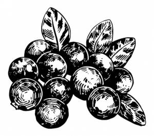 Клюквенные ягоды клипарт летний съедобный урожай ручной рисунок векторной ботаники иллюстрация рисунок в стиле гравировки изолирован на белом