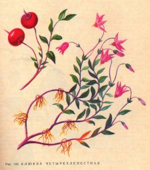 Клюква болотная рисунок