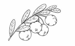 Клюква болотная рисунок