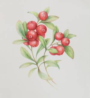 Клюква болотная рисунок