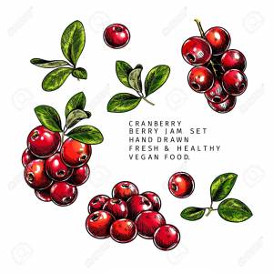 Рисунок клюква для детей