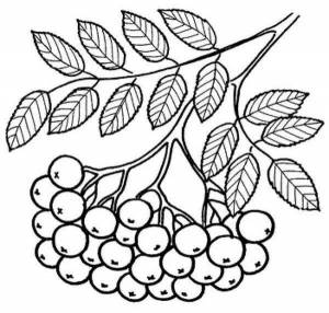 Раскраски Гроздь рябины