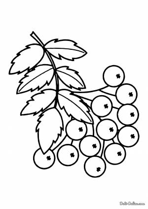 Раскраска Листья рябины