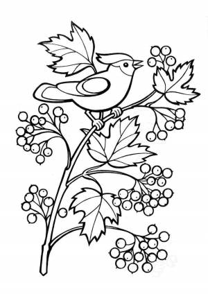 Раскраска рябина