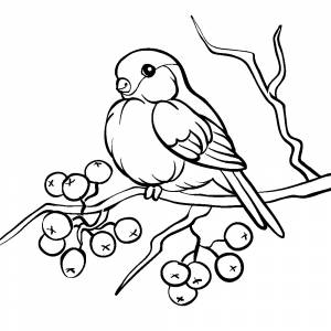 Раскраска Рябина