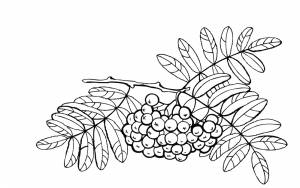 Раскраска № 3890