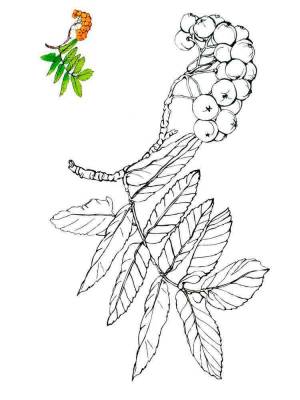 Раскраска Рябина