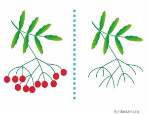 Рябина» раскраска для детей