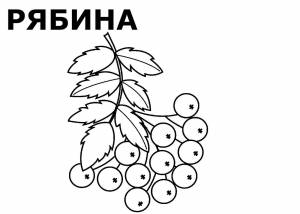 Гроздь рябины раскраска