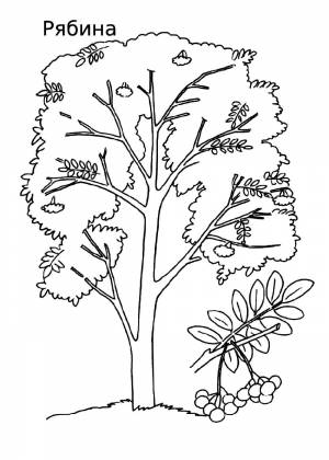 Раскраска рябина дерево