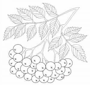 Ветка рябины рисунок карандашом