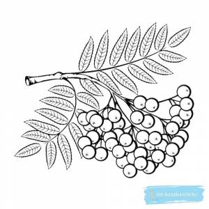 Рябина рисунок для детей