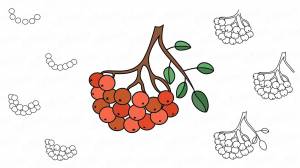 Рябина рисунок карандашом