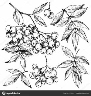 Рябина рисунок карандашом