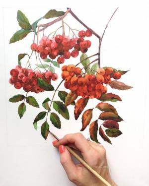 Как нарисовать рябину поэтапно карандашом