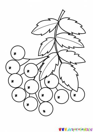 Раскраска рябина