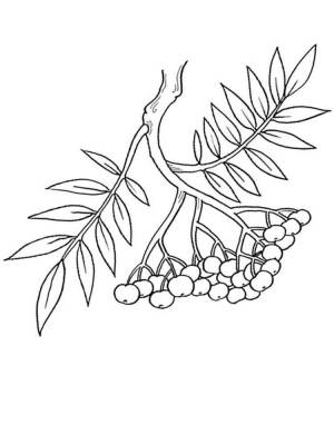 Раскраска Ветка рябины