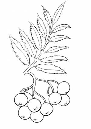 Гроздь рябины