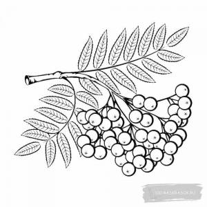 Ветка рябины рисунок карандашом