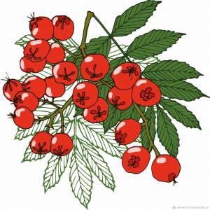 Ветка рябины в интернет-магазине Ярмарка Мастеров по цене 300 ₽