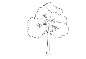 Раскраски дерево, Раскраска Рябина дерево