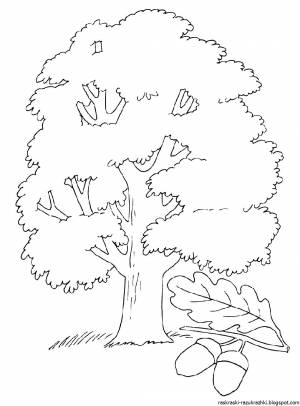 Раскраска дерево рябина для детей