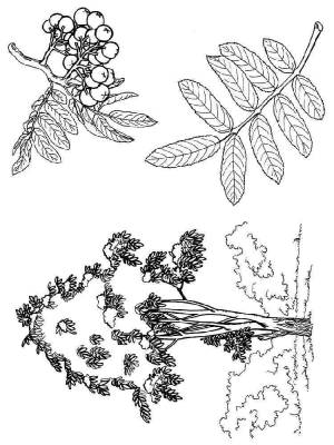 Раскраска Рябина