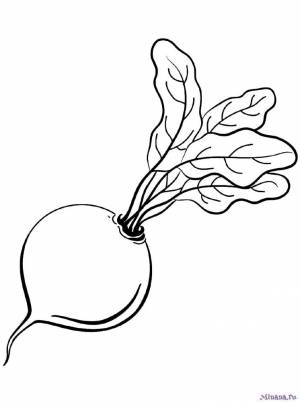 Раскраска редиска