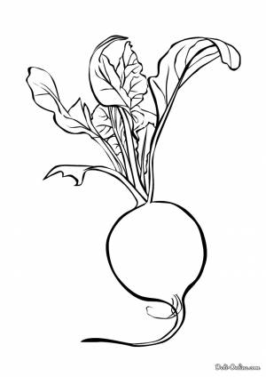 Раскраска Редис