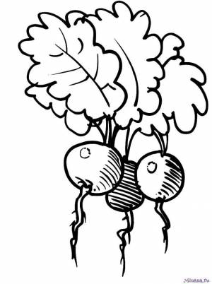 Раскраска редиска 9