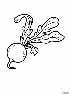 Раскраска редис 3
