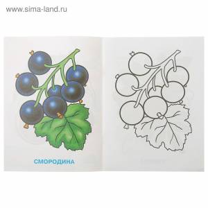 Смородина раскраска для детей